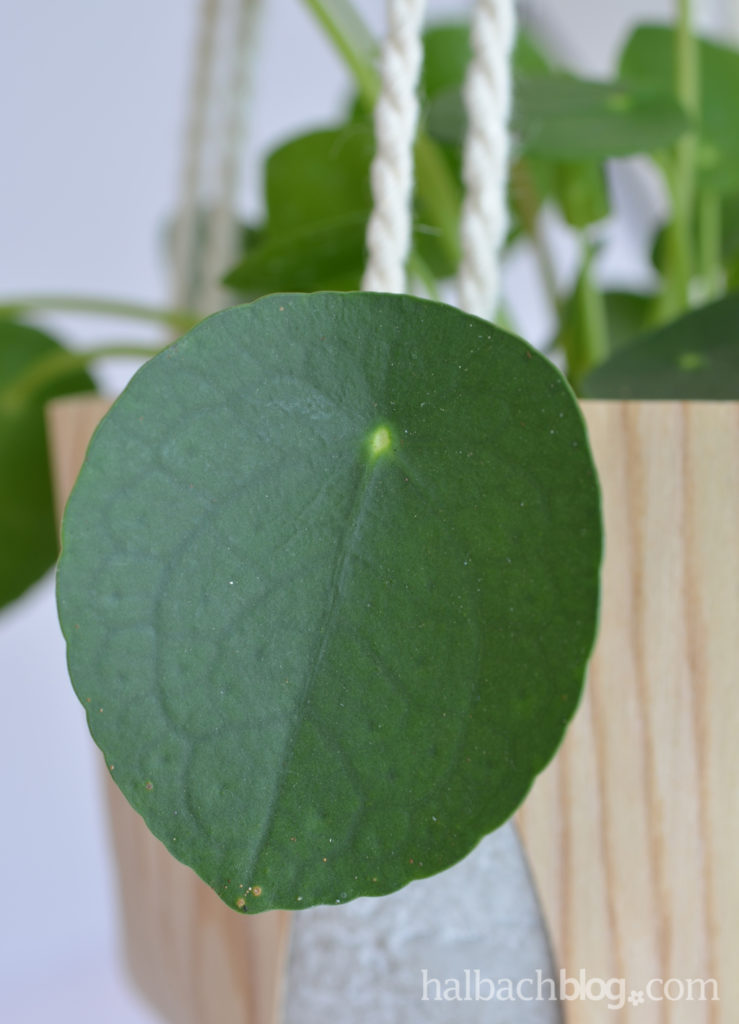 Blumenampel aus Holzfurnier-Stoff - Halbachblog